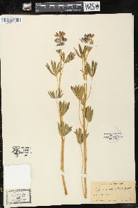 Lupinus comatus image