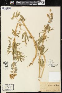 Lupinus comatus image