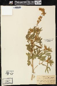 Lupinus comatus image