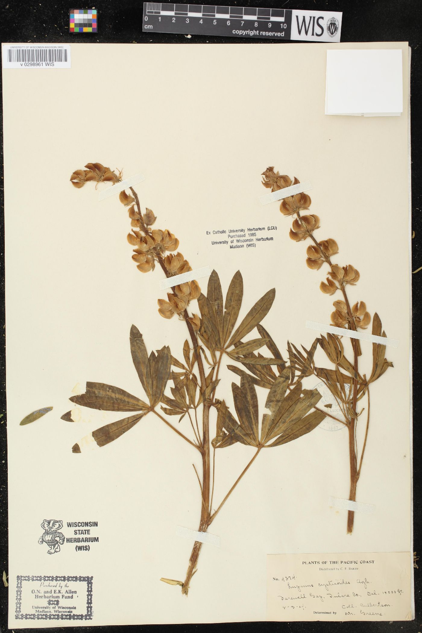 Lupinus cytisoides image