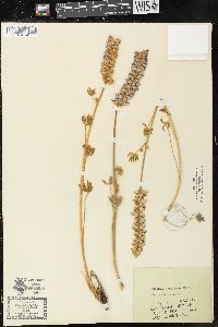 Lupinus confertus image