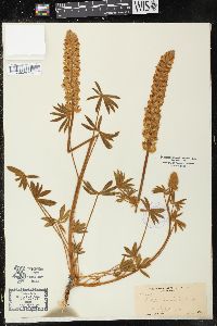 Lupinus confertus image