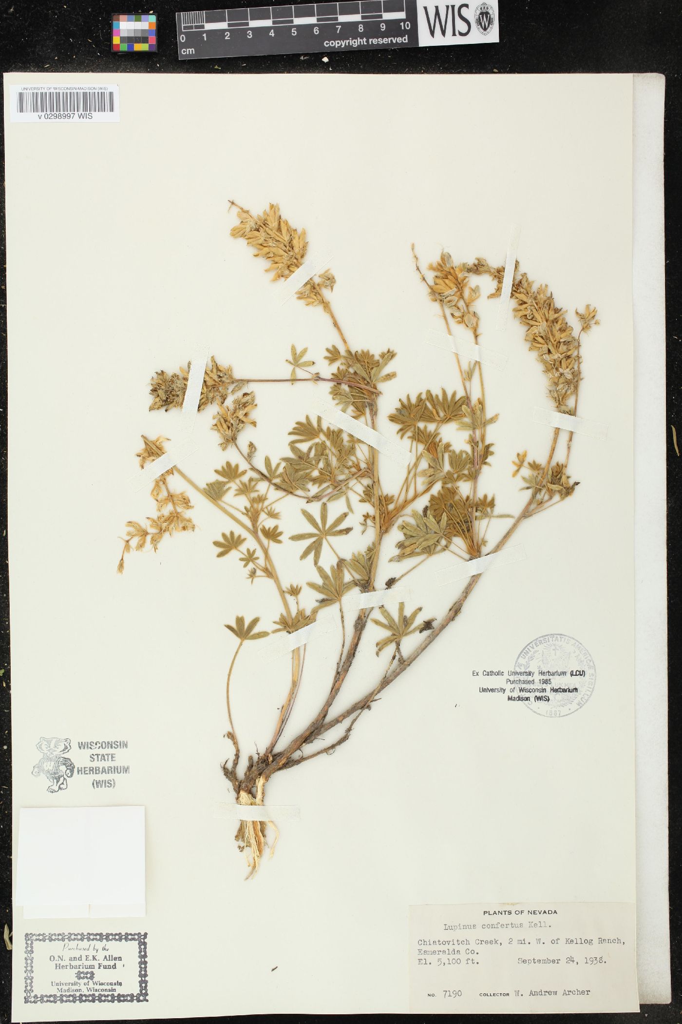 Lupinus confertus image