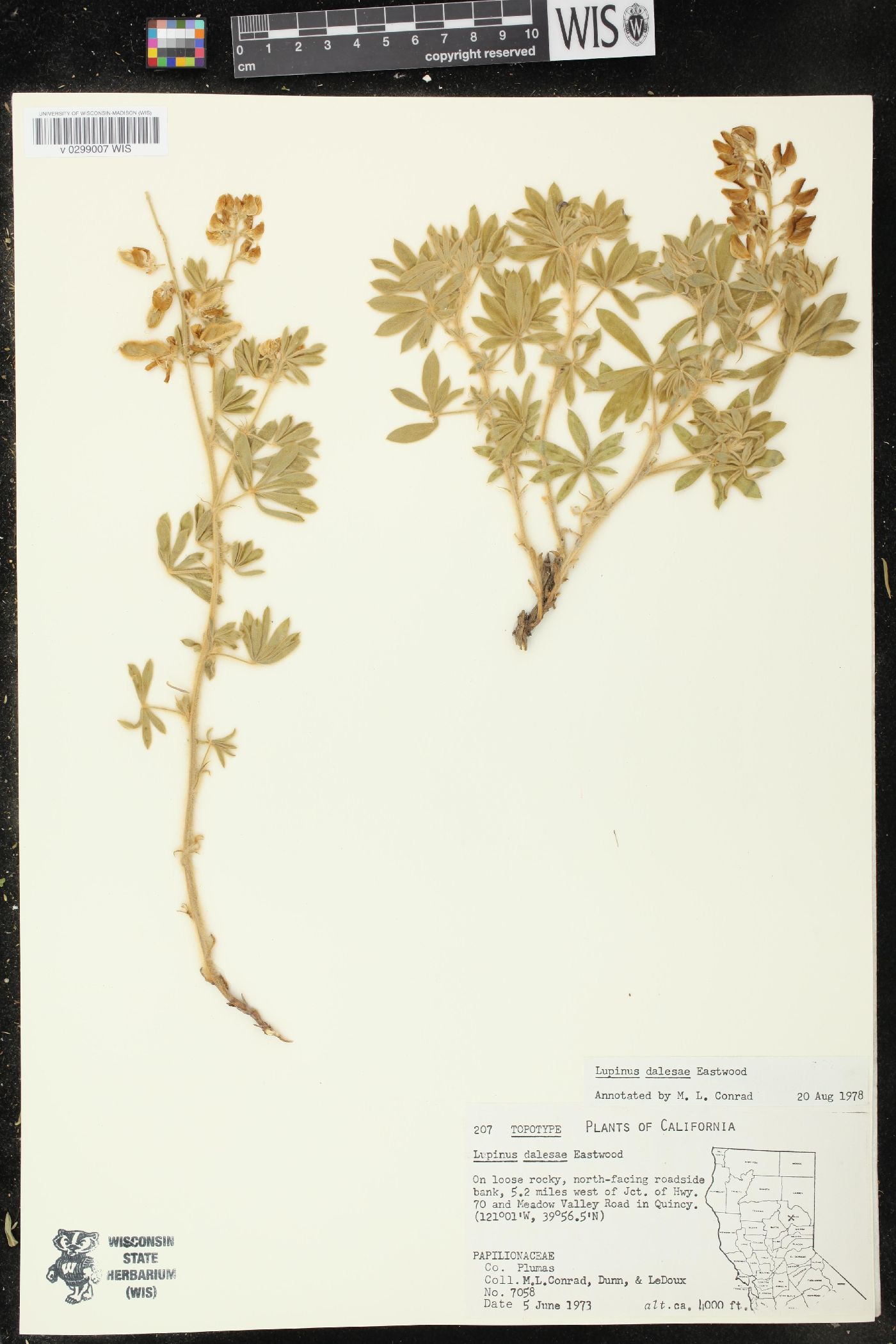 Lupinus dalesae image