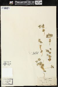 Lupinus densiflorus image