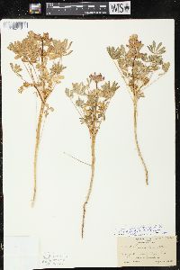 Lupinus densiflorus var. palustris image