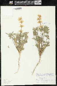 Lupinus densiflorus var. palustris image