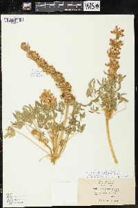 Lupinus densiflorus var. palustris image