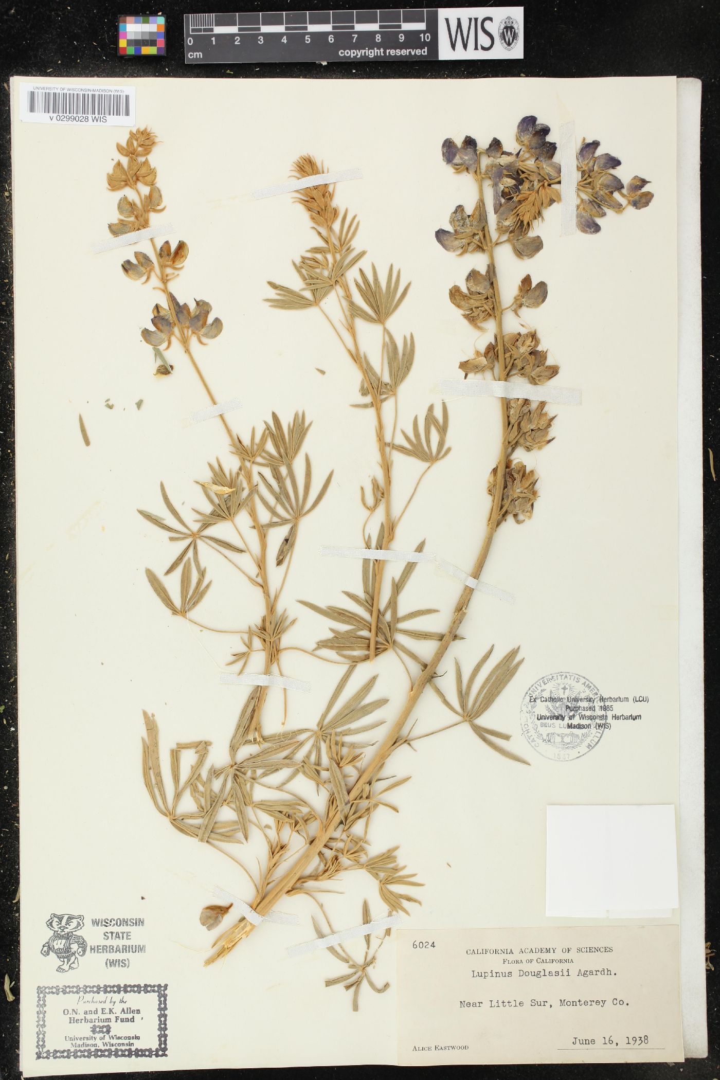 Lupinus douglasii image