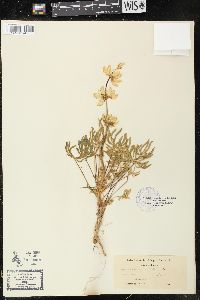 Lupinus densiflorus image