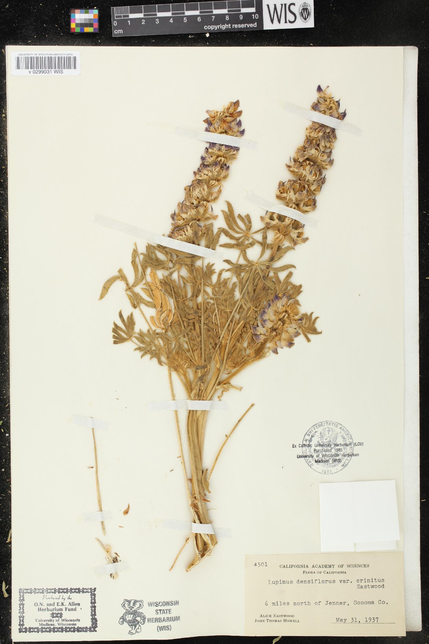 Lupinus densiflorus var. crinitus image