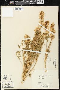 Lupinus densiflorus var. menziesii image