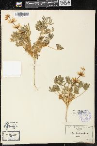 Lupinus densiflorus image