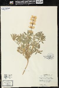 Lupinus densiflorus var. lacteus image