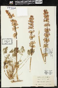 Lupinus densiflorus image