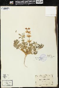 Lupinus densiflorus image