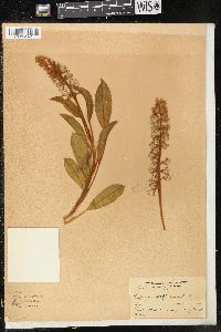 Lupinus diffusus image