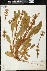 Lupinus diffusus image