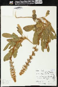 Image of Lupinus diffusus