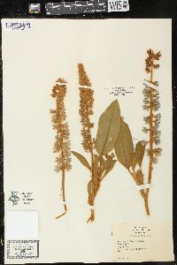 Lupinus diffusus image