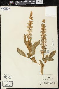 Lupinus diffusus image