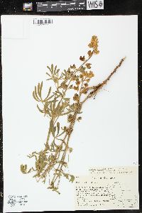 Image of Lupinus beaneanus