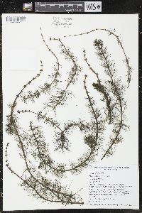 Myriophyllum verticillatum image