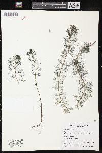 Myriophyllum spicatum image