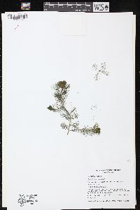 Myriophyllum spicatum image