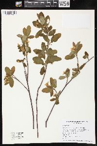 Amelanchier bartramiana image