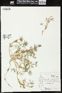 Lupinus polycarpus image