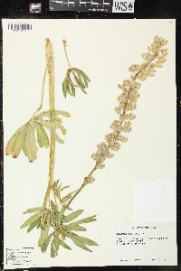 Lupinus polyphyllus image