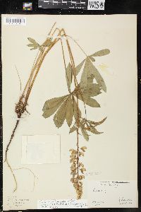 Lupinus polyphyllus var. pallidipes image