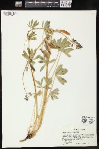 Lupinus prunophilus image