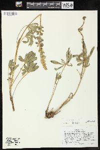 Lupinus prunophilus image