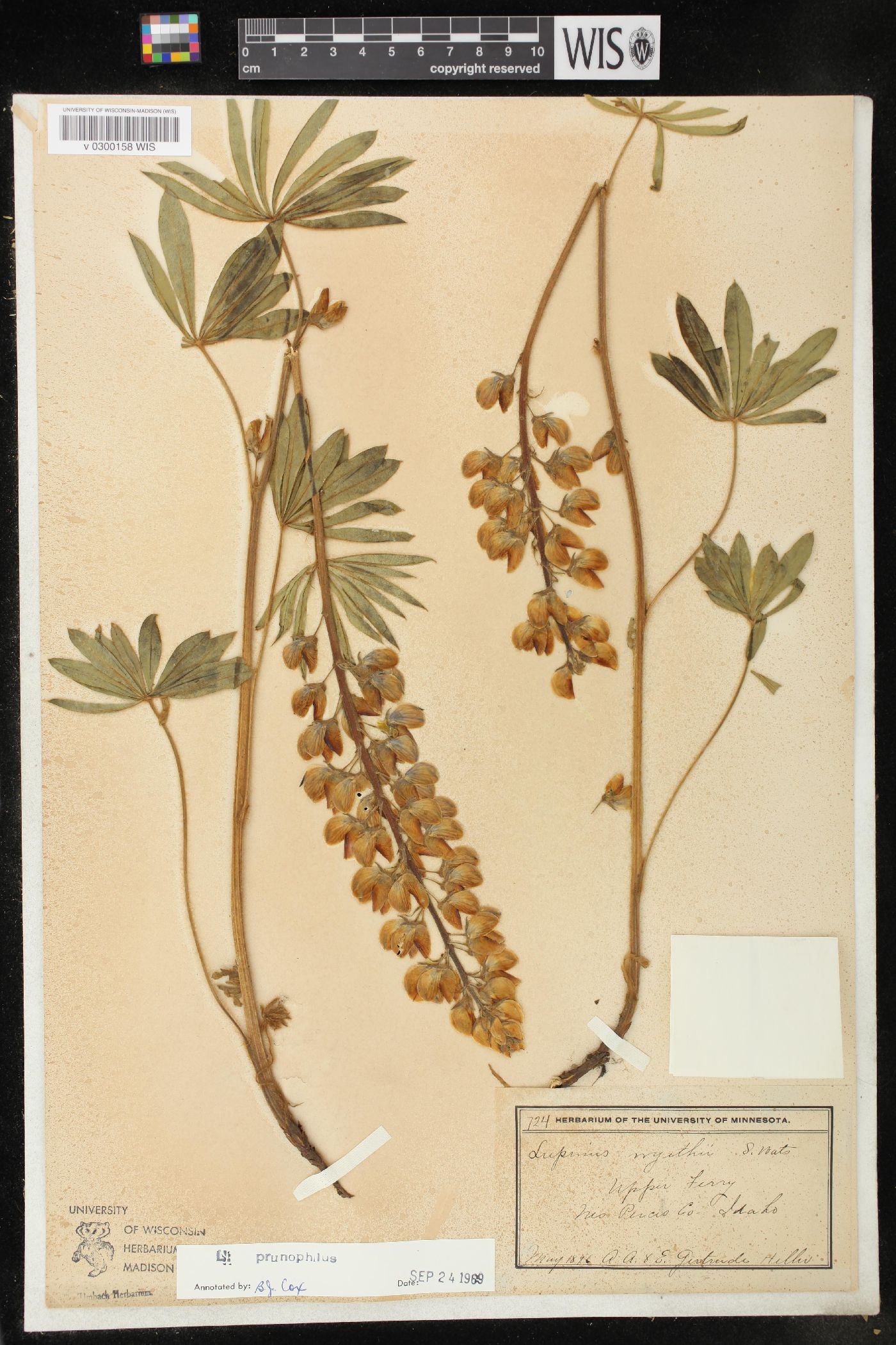 Lupinus prunophilus image