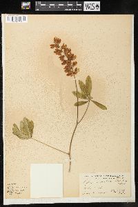 Lupinus rivularis var. latifolius image