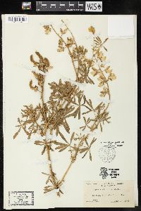 Lupinus rivularis image