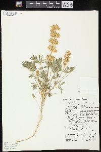 Lupinus ruber image