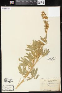 Lupinus sericeus image