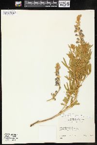 Lupinus sericeus var. flexuosus image