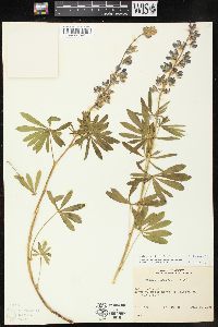 Lupinus sericeus image