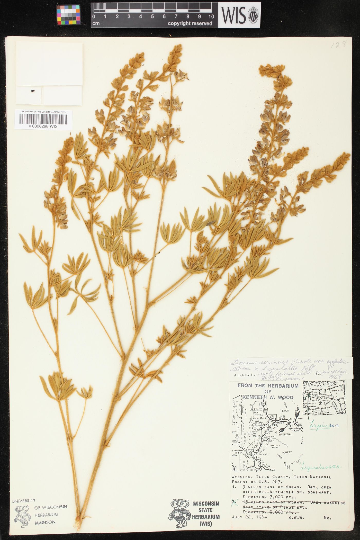 Lupinus sericeus subsp. sericeus image
