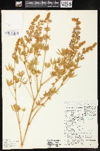 Lupinus sericeus subsp. sericeus image