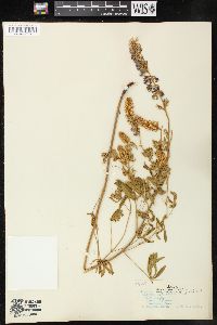 Lupinus sericeus image