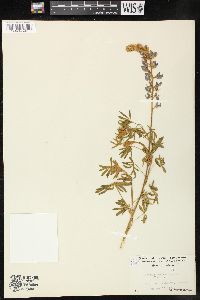 Lupinus sericeus image