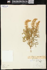 Lupinus sericeus image