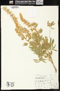 Lupinus sericeus image