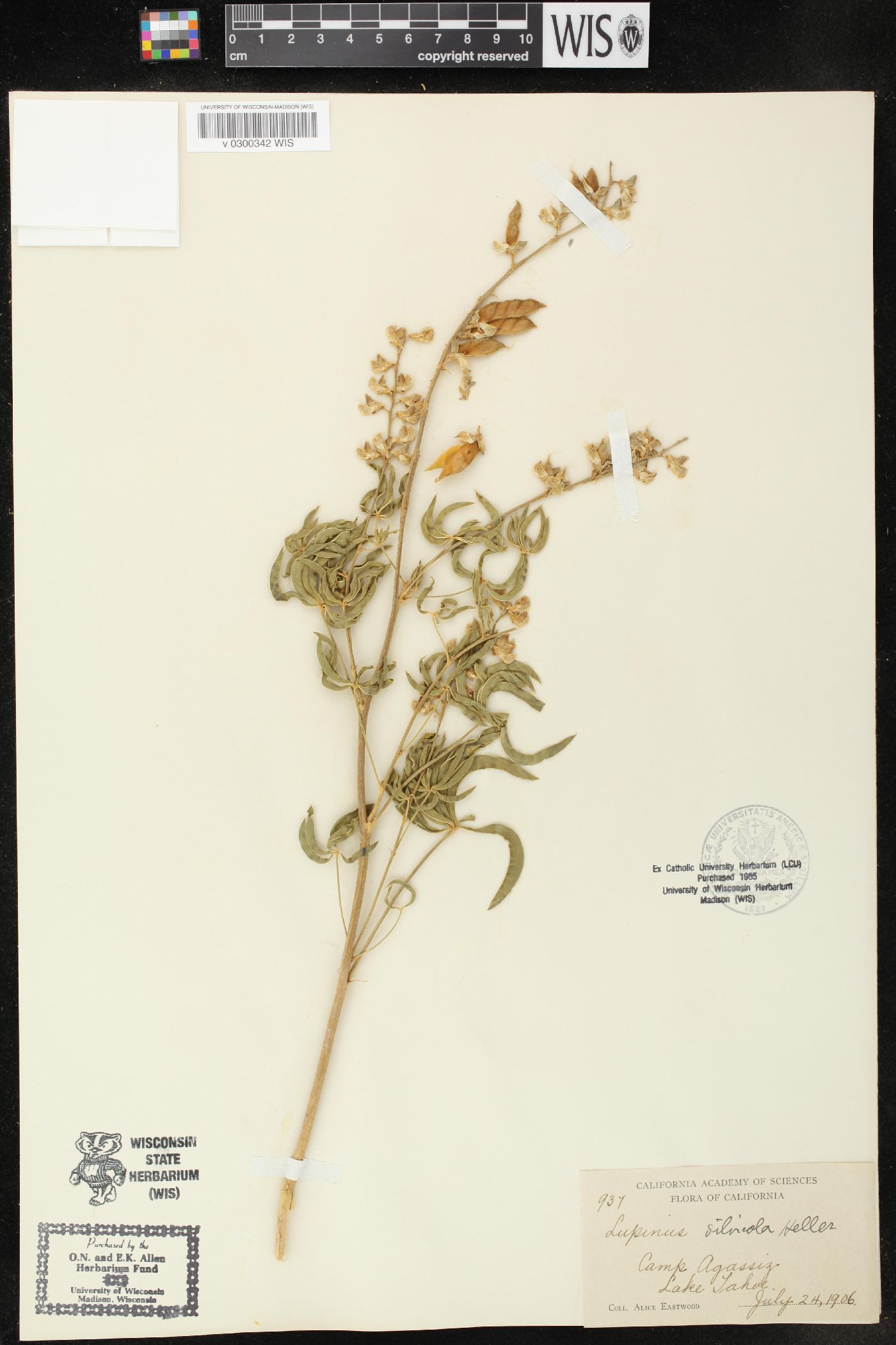 Lupinus silvicola image