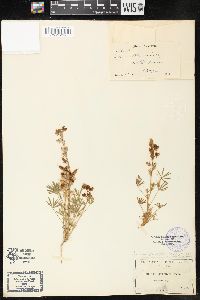 Lupinus arizonicus image